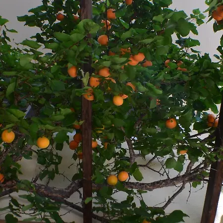 Ginzinger Mauerkirchen