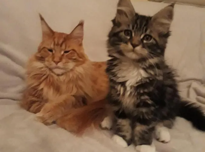 Ξενοδοχείο Ginzinger